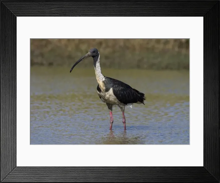 Framed Print : Straw-necked Ibis Found throughout much of Australia except for the most arid regions. Inhabits freshwater wetlands and adjacent pasture. At Mt Barnett water treatment plant, Kimberley, Western Australia Framed Print : Straw-necked Ibis Found throughout much of Australia except for the most arid regions. Inhabits freshwater wetlands and adjacent pasture. At Mt Barnett water treatment plant, Kimberley, Western Australia