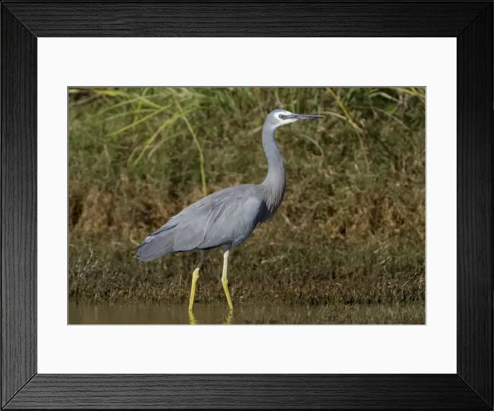 Framed Print : White-faced Heron Found right throughout Australia wherever there are wetlands freshwater and marine. At Mt Barnett water treatment ponds, Gibb River Road, Kimberley, Western Australia Framed Print : White-faced Heron Found right throughout Australia wherever there are wetlands freshwater and marine. At Mt Barnett water treatment ponds, Gibb River Road, Kimberley, Western Australia