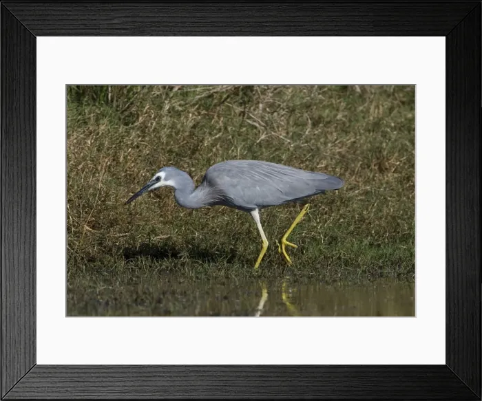 Framed Print : White-faced Heron Found right throughout Australia wherever there are wetlands freshwater and marine. At Mt Barnett water treatment ponds, Gibb River Road, Kimberley, Western Australia Framed Print : White-faced Heron Found right throughout Australia wherever there are wetlands freshwater and marine. At Mt Barnett water treatment ponds, Gibb River Road, Kimberley, Western Australia