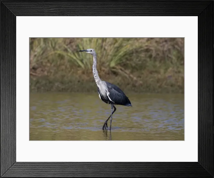 Framed Print : White-necked Heron non-beeding plumage White-necked Herons are often solitary and inhabit inland wetlands, pools in dry rivers and shallow lakes across much of Australia Framed Print : White-necked Heron non-beeding plumage White-necked Herons are often solitary and inhabit inland wetlands, pools in dry rivers and shallow lakes across much of Australia