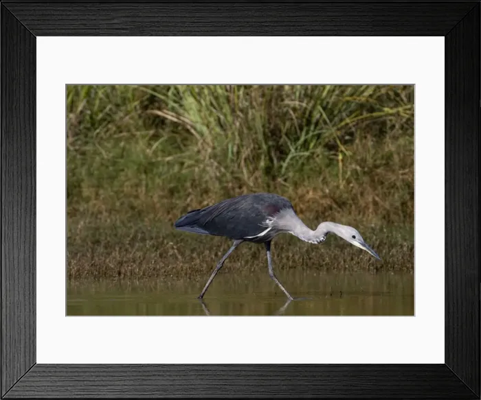 Framed Print : White-necked Heron non-beeding plumage White-necked Herons are often solitary and inhabit inland wetlands, pools in dry rivers and shallow lakes across much of Australia Framed Print : White-necked Heron non-beeding plumage White-necked Herons are often solitary and inhabit inland wetlands, pools in dry rivers and shallow lakes across much of Australia