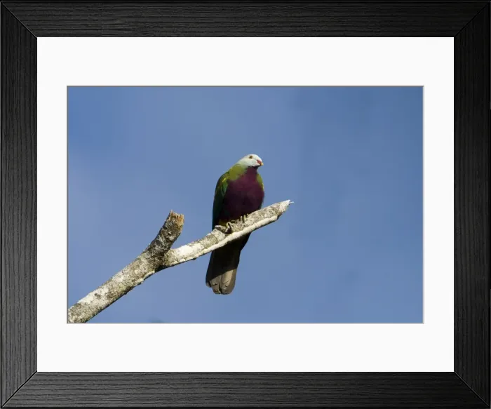 Framed Print : Wompoo Fruit-Dove A forest inhabitant of eastern Australia. This bird enjoying some early morning sun at Kuranda, Atherton Tableland, Queensland Framed Print : Wompoo Fruit-Dove A forest inhabitant of eastern Australia. This bird enjoying some early morning sun at Kuranda, Atherton Tableland, Queensland