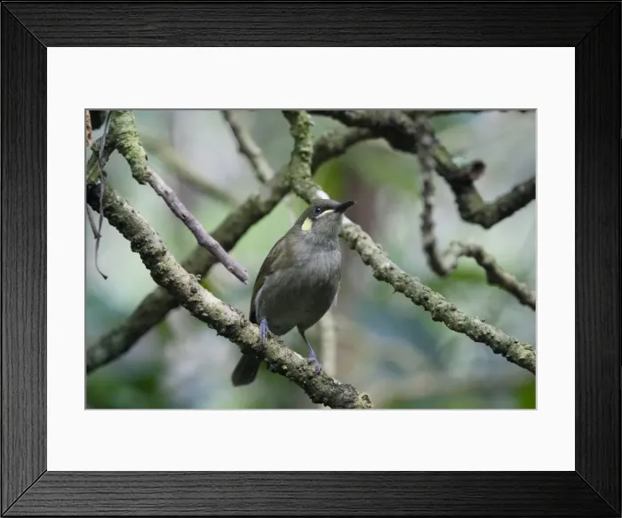 Framed Print : Yellow-spotted Honeyeater Inhabits rainforest, lush gardens and mangroves from Cape York south to about Townsville. Near Kuranda, Atherton Tableland, Queensland, Australia Framed Print : Yellow-spotted Honeyeater Inhabits rainforest, lush gardens and mangroves from Cape York south to about Townsville. Near Kuranda, Atherton Tableland, Queensland, Australia