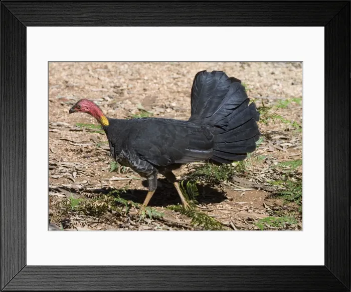 Framed Print : Australian Brush-turkey An Australian endemic inhabiting rainforests of eastern Australia. At Malanda, Atherton Tableland, Queensland Framed Print : Australian Brush-turkey An Australian endemic inhabiting rainforests of eastern Australia. At Malanda, Atherton Tableland, Queensland