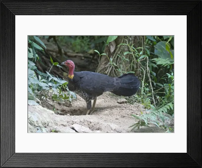Framed Print : Australian Brush-turkey An Australian endemic inhabiting rainforests of eastern Australia. At Kuranda, Atherton Tableland, Queensland Framed Print : Australian Brush-turkey An Australian endemic inhabiting rainforests of eastern Australia. At Kuranda, Atherton Tableland, Queensland