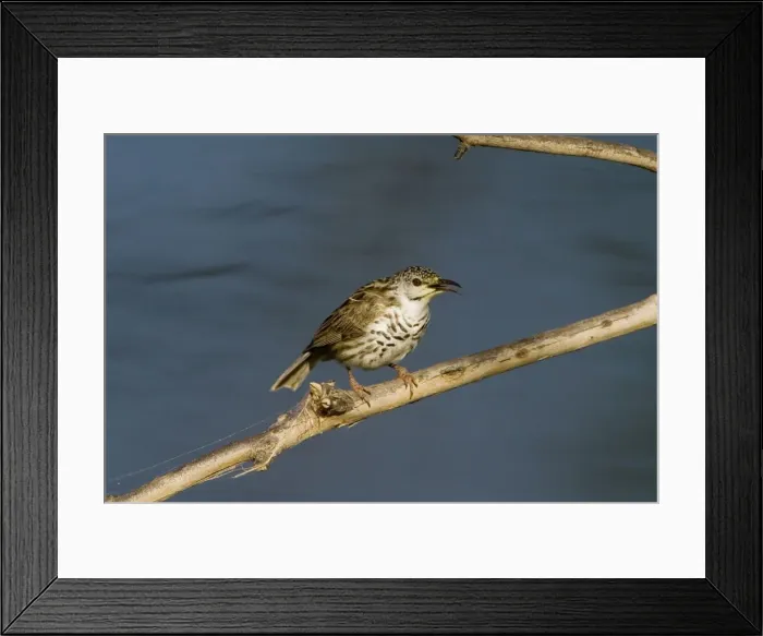 Framed Print : Bar-breasted Honeyeater Inhabits tree-lined watercourses with water, birds moving as rivers or wetlands dry up. Found across the Kimberley, northern Northern Territory and across northern Queensland Framed Print : Bar-breasted Honeyeater Inhabits tree-lined watercourses with water, birds moving as rivers or wetlands dry up. Found across the Kimberley, northern Northern Territory and across northern Queensland