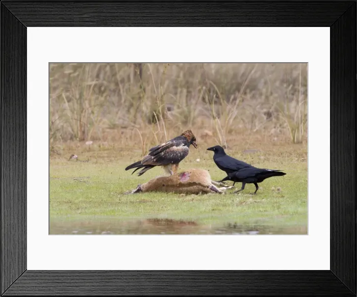 Framed Print : Black-breasted Buzzard and Torresian Crows (Corvus orru) An uncommon Australian endemic inhabiting the interior and northern regions. Feeding on an Agile Wallaby (Macropus agilis) Framed Print : Black-breasted Buzzard and Torresian Crows (Corvus orru) An uncommon Australian endemic inhabiting the interior and northern regions. Feeding on an Agile Wallaby (Macropus agilis)