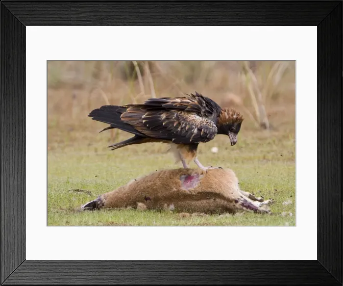 Framed Print : Black-breasted Buzzard An uncommon Australian endemic inhabiting the interior and northern regions. Feeding on an Agile Wallaby ( Macropus agilis). Near Mt Barnett, Gibb River Road, Kimberley, Western Australia Framed Print : Black-breasted Buzzard An uncommon Australian endemic inhabiting the interior and northern regions. Feeding on an Agile Wallaby ( Macropus agilis). Near Mt Barnett, Gibb River Road, Kimberley, Western Australia