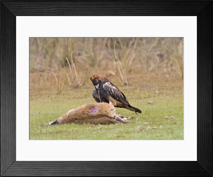 Framed Print : Black-breasted Buzzard An uncommon Australian endemic inhabiting the interior and northern regions. Feeding on an Agile Wallaby (Macropus agilis). Near Mt Barnett, Gibb River Road, Kimberley, Western Australia Framed Print : Black-breasted Buzzard An uncommon Australian endemic inhabiting the interior and northern regions. Feeding on an Agile Wallaby (Macropus agilis). Near Mt Barnett, Gibb River Road, Kimberley, Western Australia