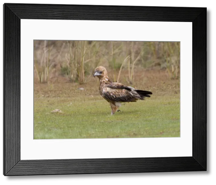 Framed Print : Black-breasted Buzzard juvenile An uncommon Australian endemic inhabiting the interior and northern regions. Near Mt Barnett, Gibb River Road, Kimberley, Western Australia Framed Print : Black-breasted Buzzard juvenile An uncommon Australian endemic inhabiting the interior and northern regions. Near Mt Barnett, Gibb River Road, Kimberley, Western Australia