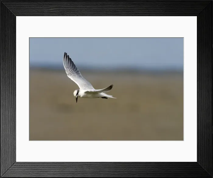 Framed Print : Gull-billed Tern Found nearly worldwide usually as an inland tern. Has been reported from much of Australia except for the most arid areas. This bird searching for food along the Cairns esplanade, Queensland Framed Print : Gull-billed Tern Found nearly worldwide usually as an inland tern. Has been reported from much of Australia except for the most arid areas. This bird searching for food along the Cairns esplanade, Queensland