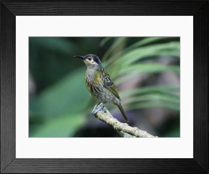 Framed Print : Macleay's Honeyeater Inhabits forests, woodlands, mangroves and well wooded gardens in a restricted area of eastern Queensland from about Cooktown to 20deg south. In forest at Kuranda, Atherton Tableland, Queensland, Australia