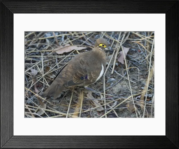 Framed Print : Partridge Pigeon Kimberley subspecies This race which has the orbital skin a deep yellow is restricted to the far north of the Kimberley where it inhabits cleared areas with short grasses Framed Print : Partridge Pigeon Kimberley subspecies This race which has the orbital skin a deep yellow is restricted to the far north of the Kimberley where it inhabits cleared areas with short grasses