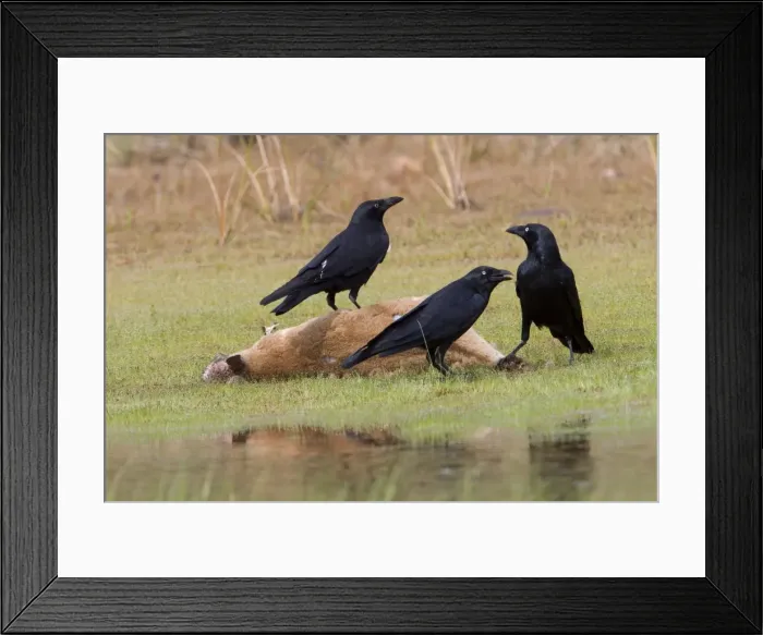 Framed Print : Torresian Crows feeding on an Agile Wallaby A common crow found largely in the top half of Australia. Feeding on an Agile Wallaby (Macropus agilis) near the Gibb River Road, Kimberley, Western Australia Framed Print : Torresian Crows feeding on an Agile Wallaby A common crow found largely in the top half of Australia. Feeding on an Agile Wallaby (Macropus agilis) near the Gibb River Road, Kimberley, Western Australia