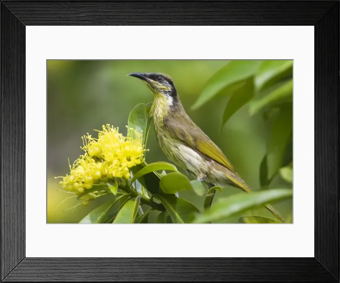 Framed Print : Varied Honeyeater This is a mangrove species restricted to eastern Queensland from Cape York to 20deg South. Also forages in other flowering trees adjacent to the mangroves. On Cairns Esplanade, Queensland, Australia