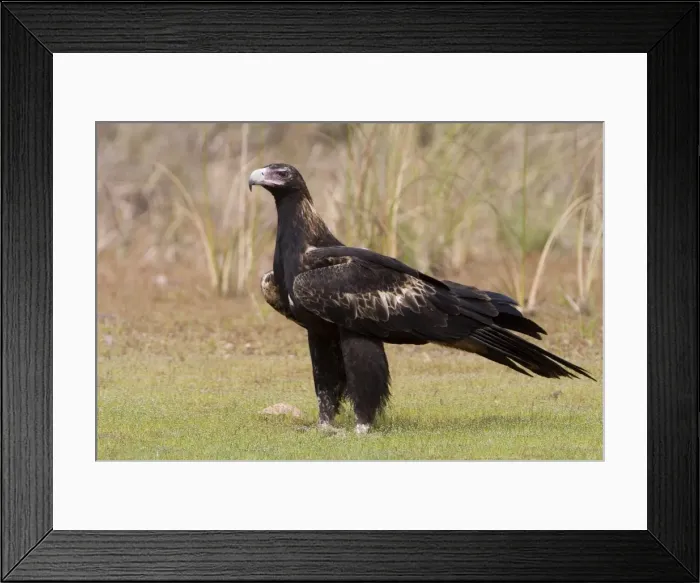 Framed Print : Wedge-tailed Eagle Reasonably common throughout most of Australia. This bird was approaching a dead wallaby. Near the Gibb River Road, Kimberley, Western Australia Framed Print : Wedge-tailed Eagle Reasonably common throughout most of Australia. This bird was approaching a dead wallaby. Near the Gibb River Road, Kimberley, Western Australia