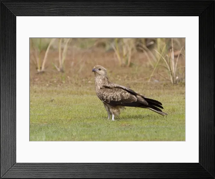 Framed Print : Whistling Kite Whistling Kites are found in a wide variety of habitats over much of Australia except for the most arid regions. This bird coming to an Agile Wallaby near Gibb River Road, Kimberley, Western Australia