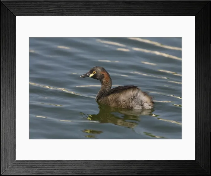 Framed Print : Australasian Grebe - in breeding plumage At Mt Barnett water treatment plant, Gibb River Road, Kimberley, Western Australia Framed Print : Australasian Grebe - in breeding plumage At Mt Barnett water treatment plant, Gibb River Road, Kimberley, Western Australia