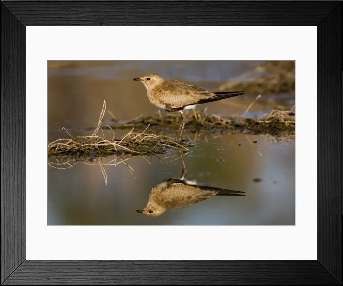 Framed Print : Australian Pratincole - reflection At an overflow pool at Mt Barnett sewage pond, Gibb River Road, Kimberley, Western Australia Framed Print : Australian Pratincole - reflection At an overflow pool at Mt Barnett sewage pond, Gibb River Road, Kimberley, Western Australia
