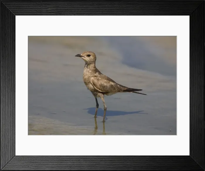 Framed Print : Australian Pratincole. At a drying shallow pool at Mt Barnett sewage ponds, Gibb River Road, Kimberley, Western Australia Framed Print : Australian Pratincole. At a drying shallow pool at Mt Barnett sewage ponds, Gibb River Road, Kimberley, Western Australia