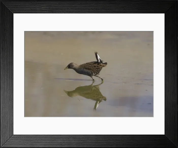 Framed Print : Australian Spotted Crake Australian Crake / Spotted Crake. At Derby wetlands, Kimberley, Western Australia Framed Print : Australian Spotted Crake Australian Crake / Spotted Crake. At Derby wetlands, Kimberley, Western Australia