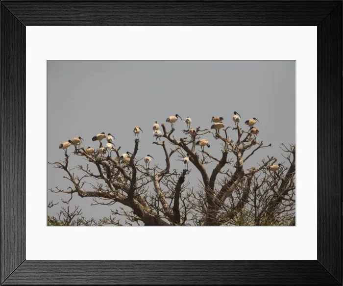 Framed Print : Australian White Ibis flock 26 White Ibis at Derby Wetlands, Western Australia Framed Print : Australian White Ibis flock 26 White Ibis at Derby Wetlands, Western Australia
