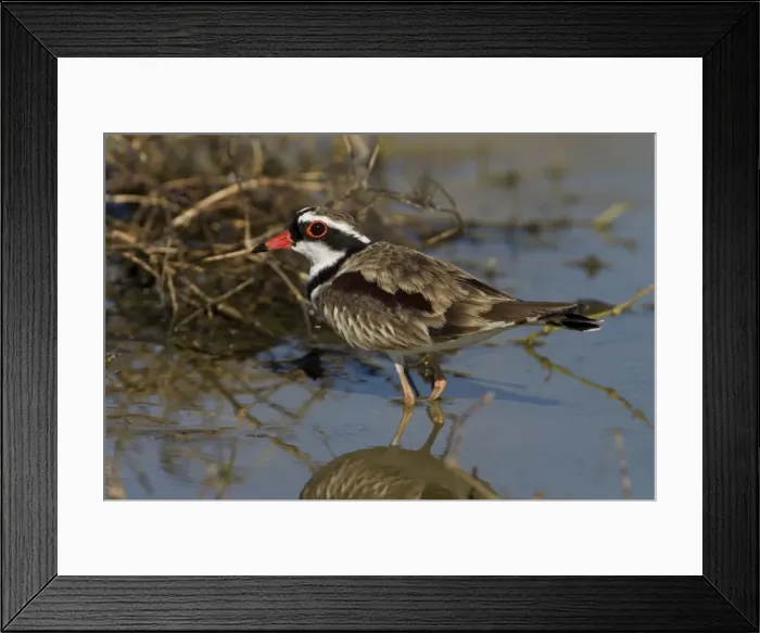 Framed Print : Black-fronted Dotterel At Mt Barnett water treatment ponds, Gibb River Road, Kimberley, Western Australia Framed Print : Black-fronted Dotterel At Mt Barnett water treatment ponds, Gibb River Road, Kimberley, Western Australia