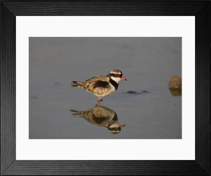 Framed Print : Black-fronted Dotterel reflected At Mt Barnett water treatment ponds, Gibb River Road, Kimberley, Western Australia Framed Print : Black-fronted Dotterel reflected At Mt Barnett water treatment ponds, Gibb River Road, Kimberley, Western Australia