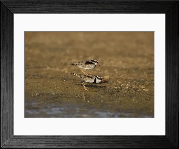 Framed Print : Black-fronted Dotterels preparing to mate At Mt Barnett water treatment ponds, Gibb River Road, Kimberley, Western Australia Framed Print : Black-fronted Dotterels preparing to mate At Mt Barnett water treatment ponds, Gibb River Road, Kimberley, Western Australia