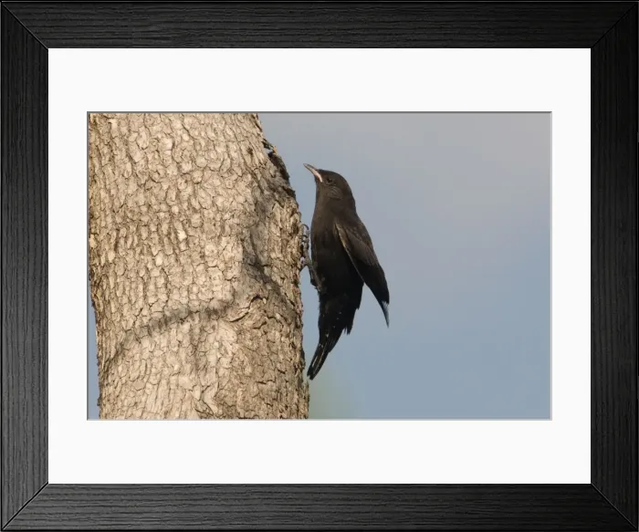 Framed Print : Black-tailed Treecreeper - A young male at Mt Barnett, Gibb River Road, Kimberley, Western Australia Framed Print : Black-tailed Treecreeper - A young male at Mt Barnett, Gibb River Road, Kimberley, Western Australia