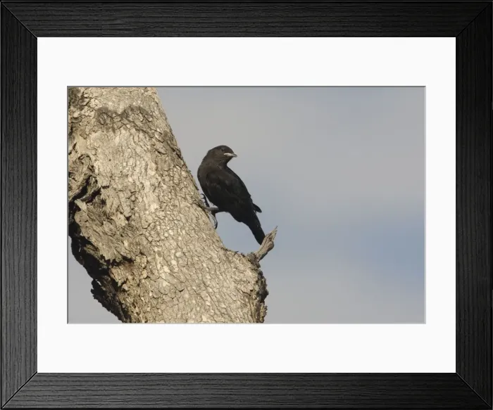 Framed Print : Black-tailed Treecreeper - A young male at Mt Barnett, Gibb River Road, Kimberley, Western Australia Framed Print : Black-tailed Treecreeper - A young male at Mt Barnett, Gibb River Road, Kimberley, Western Australia