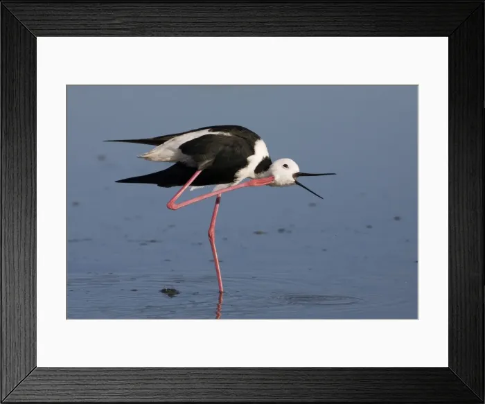 Framed Print : Black-winged Stilt - head scratching At the Mt Barnett sewage ponds, Gibb River Road, Kimberley, Western Australia Framed Print : Black-winged Stilt - head scratching At the Mt Barnett sewage ponds, Gibb River Road, Kimberley, Western Australia