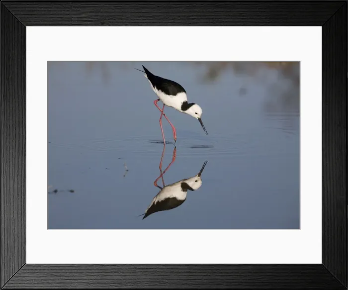 Framed Print : Black-winged Stilt At the Mt Barnett sewage ponds, Gibb River Road, Kimberley, Western Australia Framed Print : Black-winged Stilt At the Mt Barnett sewage ponds, Gibb River Road, Kimberley, Western Australia