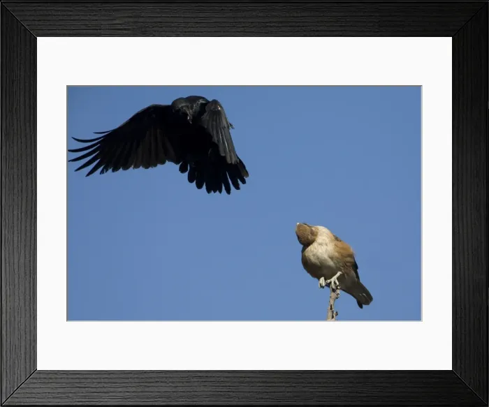 Framed Print : Brown Falcon being hassled by a Torresian Crow Mt Barnett, Gibb River Road, Kimberley, Western Australia Framed Print : Brown Falcon being hassled by a Torresian Crow Mt Barnett, Gibb River Road, Kimberley, Western Australia