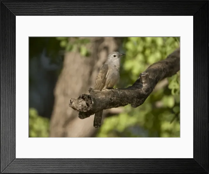 Framed Print : Brush Cuckoo At Mornington Wildlife Sanctuary, Gibb River Road, Kimberley, Western Australia Framed Print : Brush Cuckoo At Mornington Wildlife Sanctuary, Gibb River Road, Kimberley, Western Australia
