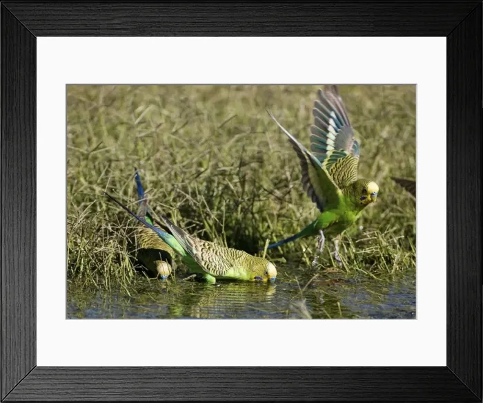 Framed Print : Budgerigars at a waterhole Budgerigars drinking from a waterhole at Well 33 on the Canning Stock Route, Great Sandy Desert, Western Australia Framed Print : Budgerigars at a waterhole Budgerigars drinking from a waterhole at Well 33 on the Canning Stock Route, Great Sandy Desert, Western Australia