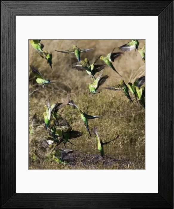 Framed Print : Budgerigars at a waterhole Budgerigars coming to and from a waterhole at Well 33 on the Canning Stock Route, Great Sandy Desert, Western Australia Framed Print : Budgerigars at a waterhole Budgerigars coming to and from a waterhole at Well 33 on the Canning Stock Route, Great Sandy Desert, Western Australia