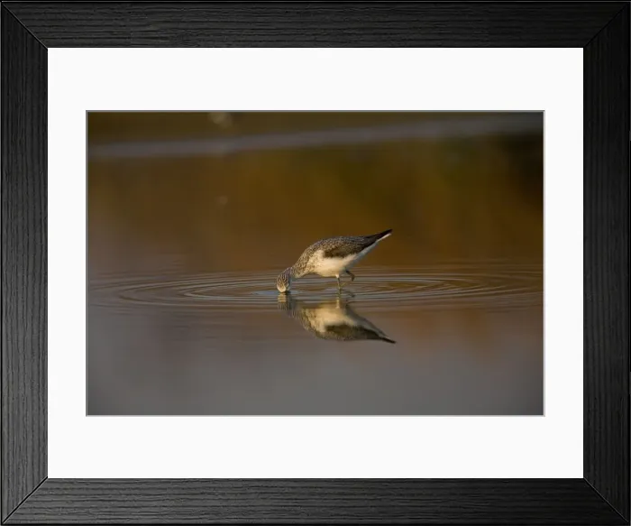 Framed Print : Common Greenshank feeding pool at Mt Barnett, Gibb River Road, Kimberley, Western Australia Framed Print : Common Greenshank feeding pool at Mt Barnett, Gibb River Road, Kimberley, Western Australia