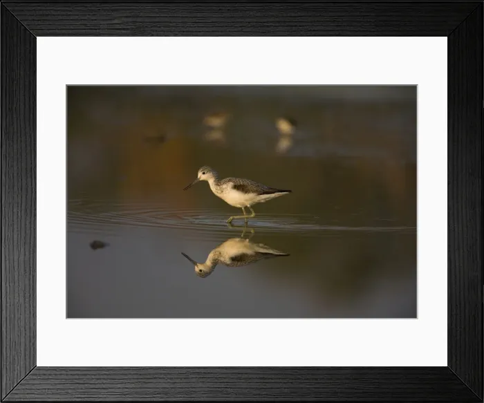 Framed Print : Common Greenshank reflected at dawn shallow pool at Mt Barnett, Gibb River Road, Kimberley, Western Australia Framed Print : Common Greenshank reflected at dawn shallow pool at Mt Barnett, Gibb River Road, Kimberley, Western Australia