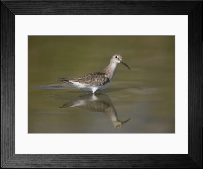 Framed Print : Curlew Sandpiper winter plumage Derby sewage ponds overflow area, Kimberley, Western Australia Framed Print : Curlew Sandpiper winter plumage Derby sewage ponds overflow area, Kimberley, Western Australia
