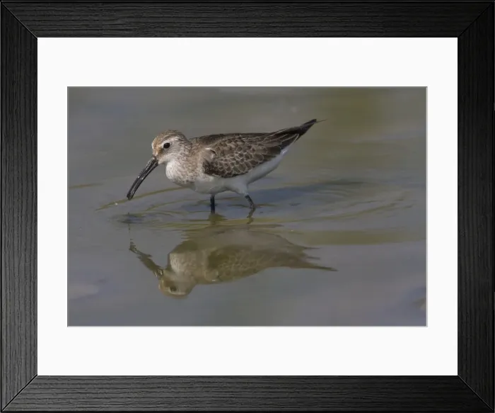Framed Print : Curlew Sandpiper winter plumage Derby sewage ponds overflow area, Kimberley, Western Australia Framed Print : Curlew Sandpiper winter plumage Derby sewage ponds overflow area, Kimberley, Western Australia