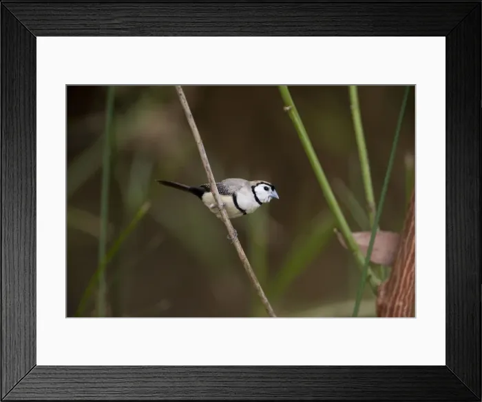 Framed Print : Double-barred Finch Foraging along a panadanus lined creek at Mornington Wilderness Camp, Kimberley, Western Australia Framed Print : Double-barred Finch Foraging along a panadanus lined creek at Mornington Wilderness Camp, Kimberley, Western Australia