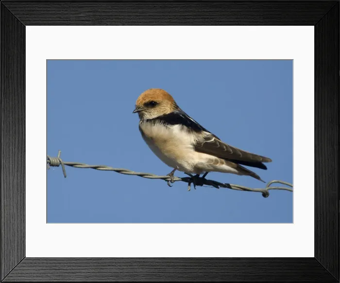 Framed Print : Fairy Martin - On the fence surrounding the Mt Barnett sewage ponds, Gibb River Road, Kimberley, Western Australia Framed Print : Fairy Martin - On the fence surrounding the Mt Barnett sewage ponds, Gibb River Road, Kimberley, Western Australia