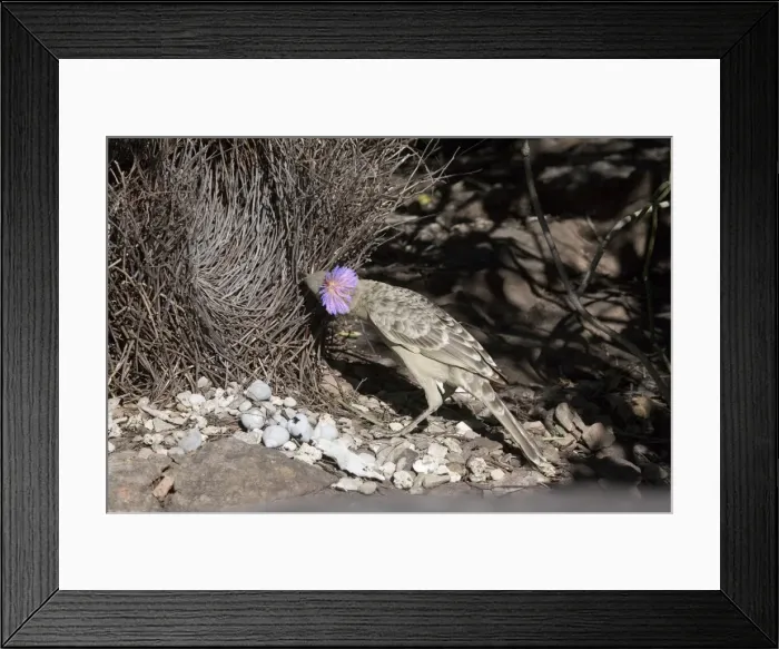 Framed Print : Great Bowerbird - Displaying at a bower near Little Merten's Falls, Mitchell Plateau, Kimberley, Western Australia Framed Print : Great Bowerbird - Displaying at a bower near Little Merten's Falls, Mitchell Plateau, Kimberley, Western Australia