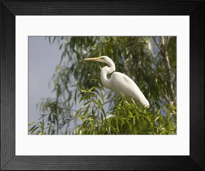 Framed Print : Great Egret - in a eucalypt tree along the Manning River, Mt Barnett, Gibb River Road, Kimberley, Western Australia Framed Print : Great Egret - in a eucalypt tree along the Manning River, Mt Barnett, Gibb River Road, Kimberley, Western Australia