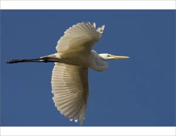 Great Egret in flight Mt Barnett water treatment plant, Gibb River Road, Kimberley, Western Australia