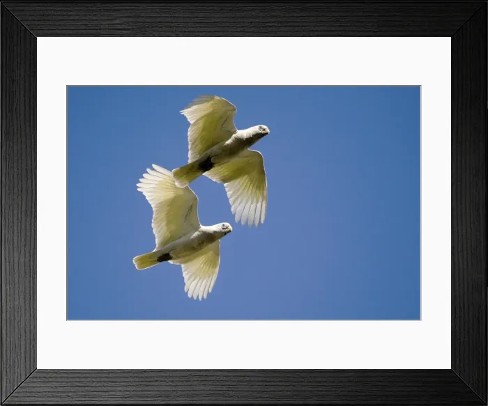 Framed Print : Little Corellas flying up Adcock Gorge These birds with dirty underparts because they have been feeding on ground that has been recently burnt. Common, widespread and noisy over much of Australia Framed Print : Little Corellas flying up Adcock Gorge These birds with dirty underparts because they have been feeding on ground that has been recently burnt. Common, widespread and noisy over much of Australia