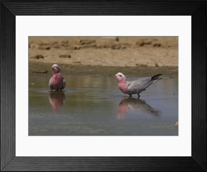 Framed Print : Galahs drinking at an overflow pool at the Mt Barnett water treatment plant, Gibb River Road, Kimberley, Western Australia Framed Print : Galahs drinking at an overflow pool at the Mt Barnett water treatment plant, Gibb River Road, Kimberley, Western Australia