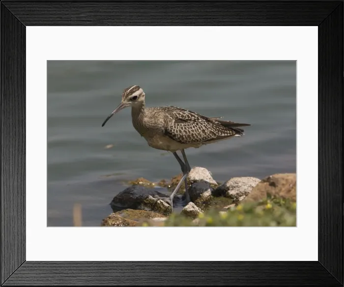 Framed Print : Little Curlew / Little Whimbrel - this bird spent 48 hours walking and wading around the edge of a small sewage pond before departing. At Mt Barnett, Gibb River Road, Kimberley, Western Australia Framed Print : Little Curlew / Little Whimbrel - this bird spent 48 hours walking and wading around the edge of a small sewage pond before departing. At Mt Barnett, Gibb River Road, Kimberley, Western Australia