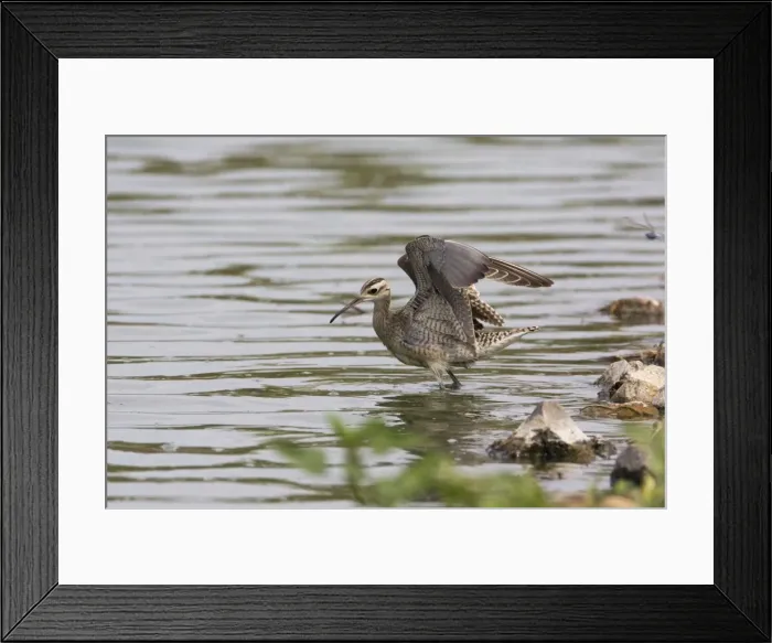 Framed Print : Little Curlew / Little Whimbrel - with wings raised At Mt Barnett, Gibb River Road, Kimberley, Western Australia Framed Print : Little Curlew / Little Whimbrel - with wings raised At Mt Barnett, Gibb River Road, Kimberley, Western Australia